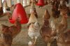 Chicken house fumigation for Darkling Beetle Control Chicken house fumigation for Darkling Beetle Control