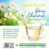โรมันคาโมมายล์ (Roman Chamomile)