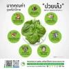 ปวยเล้ง (Spinach) มากคุณค่า ดูแลทั้งร่างกาย
