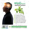 พรมมิ (Brahmi) สมุนไพรบำรุงสมอง