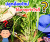 ปลูกอ้อยใหม่ใช้อายุเท่าไรดี? ปลูกอ้อยใหม่ใช้อายุเท่าไรดี?
