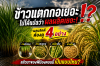 ข้าวแตกกอเยอะ ไม่ได้แปลว่าผลผลิตข้าวจะดี ต้องดู 4 อย่าง ข้าวแตกกอเยอะ ไม่ได้แปลว่าผลผลิตข้าวจะดี ต้องดู 4 อย่าง