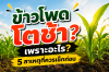 ข้าวโพดโตช้า สาเหตุและวิธีดูแลข้าวโพดอย่างถูกต้อง ข้าวโพดโตช้า สาเหตุและวิธีดูแลข้าวโพดอย่างถูกต้อง