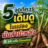 5 จุดที่ควรเดินดูในแปลงมันสำปะหลัง ก่อนเจอปัญหาใหญ่ 5 จุดที่ควรเดินดูในแปลงมันสำปะหลัง ก่อนเจอปัญหาใหญ่