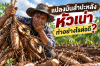 แปลงมันสำปะหลังหัวเน่า ทำอย่างไรต่อดี? 4 ขั้นตอนก่อนปลูกใหม่ แปลงมันสำปะหลังหัวเน่า ทำอย่างไรต่อดี? 4 ขั้นตอนก่อนปลูกใหม่