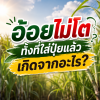 อ้อยไม่โต ทั้งที่ใส่ปุ๋ยแล้ว เกิดจากอะไร? อ้อยไม่โต ทั้งที่ใส่ปุ๋ยแล้ว เกิดจากอะไร?
