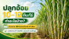 ปลูกอ้อยให้ได้ 10–12 ตันต่อไร่ ด้วยวิธีดูแลระบบ ปลูกอ้อยให้ได้ 10–12 ตันต่อไร่ ด้วยวิธีดูแลระบบ