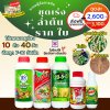 ชุดเร่งลำต้น ราก ใบ ระบบผู้จัดการมัน