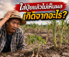 ใส่ปุ๋ยแล้วไม่เห็นผลเกิดจากอะไร? ใส่ปุ๋ยแล้วไม่เห็นผลเกิดจากอะไร?