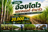 เทคนิคอ้อยโตไว บำรุงถูกเวลาเพิ่มผลผลิตอ้อย เทคนิคอ้อยโตไว บำรุงถูกเวลาเพิ่มผลผลิตอ้อย