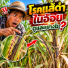 โรคแส้ดำในอ้อย ดูแลอย่างไร? 5 วิธีที่ควรรู้ โรคแส้ดำในอ้อย ดูแลอย่างไร? 5 วิธีที่ควรรู้
