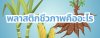 พลาสติกชีวภาพคืออะไร พลาสติกชีวภาพคืออะไร