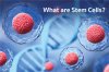 Stem Cells คืออะไร ? Stem Cells คืออะไร ?