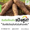 อินทรียวัตถุกับหัวมันสำปะหลัง ...ดินดีแค่ไหนถึงแป้งสูง? อินทรียวัตถุกับหัวมันสำปะหลัง ...ดินดีแค่ไหนถึงแป้งสูง?