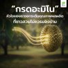 อะมิโนบำรุงพืช “หัวใจของการสร้างคุณภาพผลผลิตให้ทุเรียน”