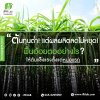 ต้นทุนต่ำ! แต่ผลผลิตลดไม่หยุด! ฟื้นอ้อยตออย่างไรให้ต้นแข็งแรงตั้งแต่หน่อแรก?