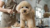The Essential Guide to Pet Grooming: Keep Your Furry Friend Happy and Healthy The Essential Guide to Pet Grooming: Keep Your Furry Friend Happy and Healthy