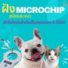 ทำไมต้องฝังไมโครชิพในสัตว์เลี้ยง? เข้าใจข้อบังคับใหม่ในกรุงเทพฯ ปี 2569 ทำไมต้องฝังไมโครชิพในสัตว์เลี้ยง? เข้าใจข้อบังคับใหม่ในกรุงเทพฯ ปี 2569