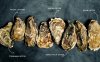 Oyster Types Oyster Types