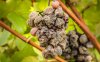 Noble Rot 