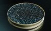 Caviar (คาเวียร์) 