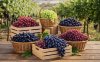 Australian Table Grapes Australian Table Grapes