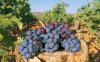 Garnacha (การ์นาชา) Garnacha (การ์นาชา)