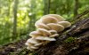 Hungarian Oyster Mushroom Hungarian Oyster Mushroom