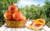 Nectarine 