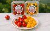 Otento Tomato