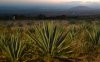 Agave (อะกาเว) 
