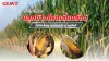 เคล็ดลับปลูกข้าวโพดเลี้ยงสัตว์