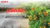 เคล็ดลับดูแลสวนผลไม้หน้าฝน เคล็ดลับดูแลสวนผลไม้หน้าฝน