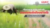 Natural disasters that come with rain: How should farmers cope to minimize damage to their orchards? Natural disasters that come with rain: How should farmers cope to minimize damage to their orchards?