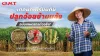 เทคนิคเตรียมดินปลูกอ้อยข้ามแล้งฉบับเกษตรกรตัวจริง ผลผลิต 30 ตันต่อไร่ไม่ไกลเกินเอื้อม