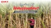 ปริมาณพันธุ์อ้อยต่อ 1 ไร่