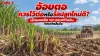 การรื้อตออ้อย