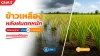 Yellowing Rice After Heavy Rain: Distinguishing Between Waterlogging and Nutrient Issues Yellowing Rice After Heavy Rain: Distinguishing Between Waterlogging and Nutrient Issues