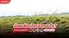 ปัญหาอ้อยล้ม ปัญหาอ้อยล้ม