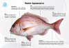 ปลามาได กระพงแดงญี่ปุ่น ปลามงคล Madai Fish Japanese Redsnapper ขายปลีก ขายส่ง Bigfridgeboy