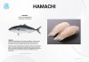 ปลาสำลียอดนิยม ฮามาจิ บุริ ฮิรามาสะ โคนา คัมปาจิ คันปาจิ Amberjack, Hamachi, Buri, Hiramasa, Kona Kampachi, Kanpachi ขายปลีก ขายส่ง Bigfridgeboy