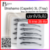 ปลาไข่ ไซส์ 20 กรัมต่อตัว 5 ตัวต่อถาด 5 ถาดต่อแพ็ค (Shishamo (Capelin) 3L (Tray) (5*5)) Spec: 5 tray/pack