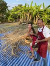 Rice harvest with chef