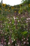 The best thai cooking course&#039;s organic garden