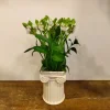 [NEW] OrnithogalumVase