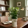 [NEW] OrnithogalumVase