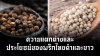 Differences and Benefits of Black and White Pepper in the Kitchen Differences and Benefits of Black and White Pepper in the Kitchen