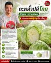 กะหล่ำปลีไทย หัวแน่น หวานกรอบ ขายส่งกะหล่ำปลีไทย หาดใหญ่ | ต้นพริกสด กะหล่ำปลีไทย หัวแน่น หวานกรอบ ขายส่งกะหล่ำปลีไทย หาดใหญ่ | ต้นพริกสด