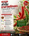 ไขข้อสงสัย ทำไมราคาพริกสดเปลี่ยนทุกวัน | ขายส่งพริกสด หาดใหญ่ ไขข้อสงสัย ทำไมราคาพริกสดเปลี่ยนทุกวัน | ขายส่งพริกสด หาดใหญ่