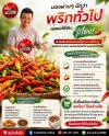 พริกกะเหรี่ยง เผ็ดหอมทรงพลัง ขายส่งพริกกะเหรี่ยง หาดใหญ่ - ต้นพริกสด